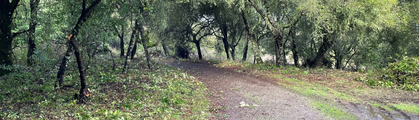 Trail in oak woodland cleared of debris